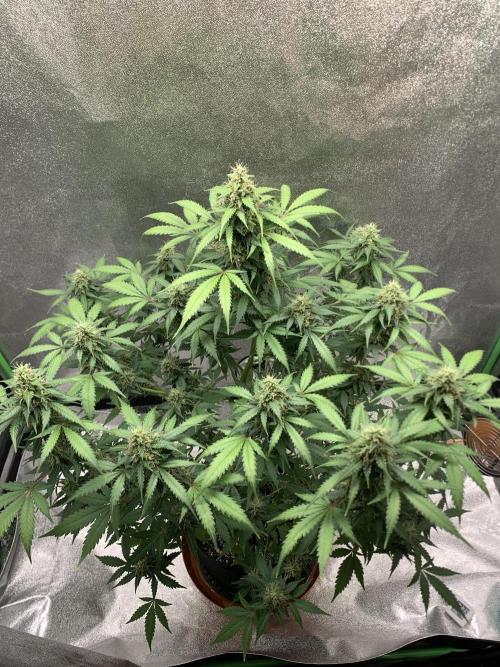 BIG DEVIL#2. Week 10 - 26/4/26
