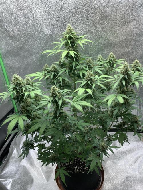BIG DEVIL#2. Week 10 - 27/4/26