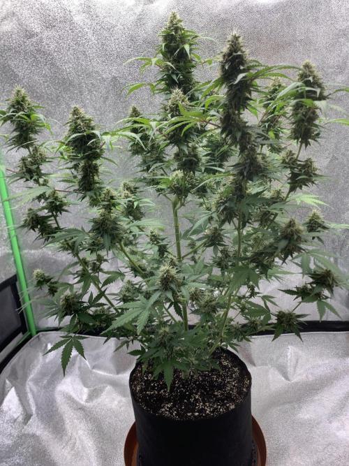 BIG DEVIL#2. Week 10 - 27/4/26