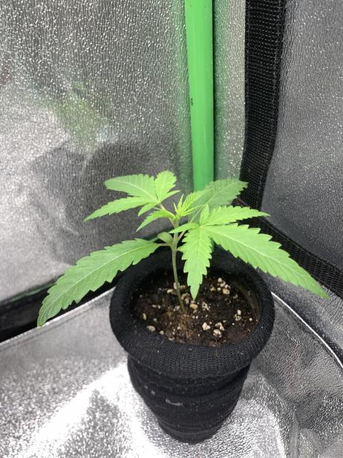 Jelly donutZ fem. Week 2 - 27/4/26