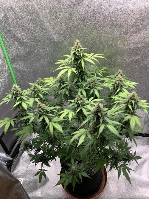 Grow Tent 120x60x150cm (4'x2'x5'). Week 10