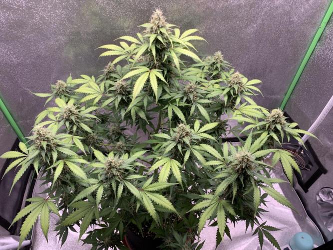 BIG DEVIL#2. Week 10 - 28/4/26