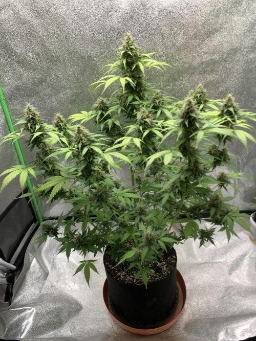 BIG DEVIL#2. Week 11 - 30/4/26