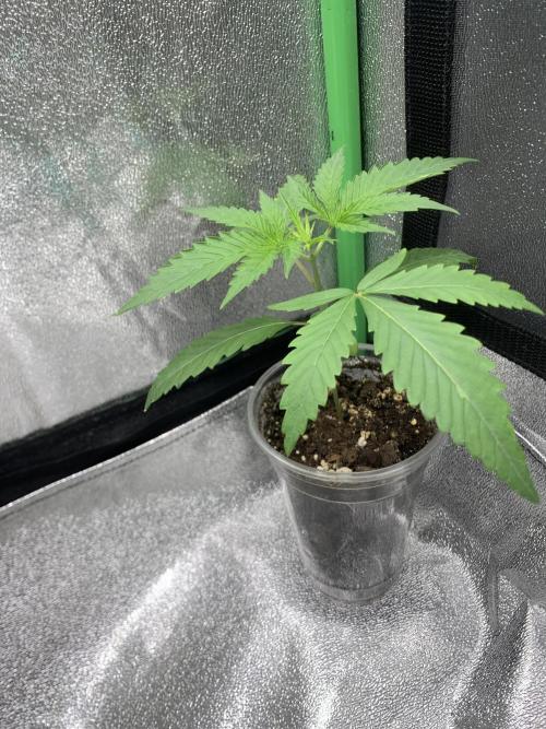 Jelly donutZ fem. Week 3 - 30/4/26
