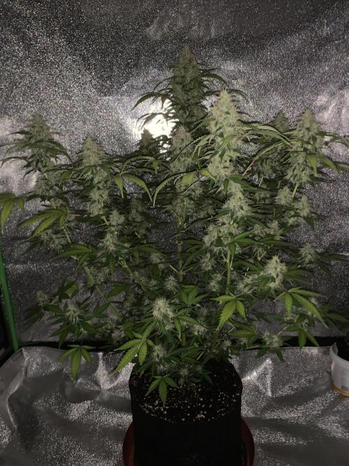 BIG DEVIL#2. Week 11 - 30/4/26