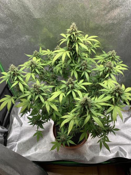 BIG DEVIL#2. Week 11 - 1/5/26