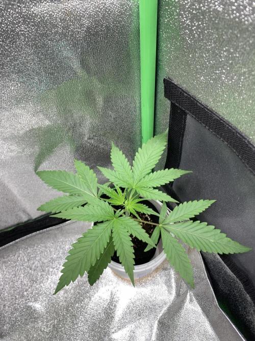 Grow Tent 120x60x150cm (4'x2'x5'). Week 3
