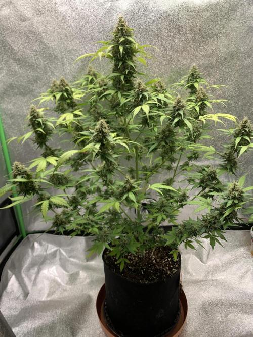 BIG DEVIL#2. Week 11 - 2/5/26