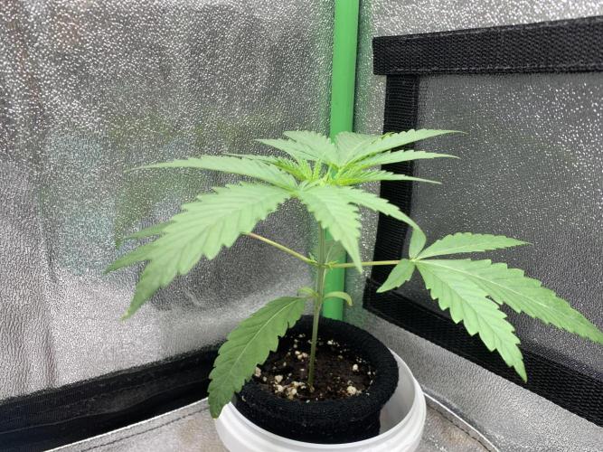 Grow Tent 120x60x150cm (4'x2'x5'). Week 3