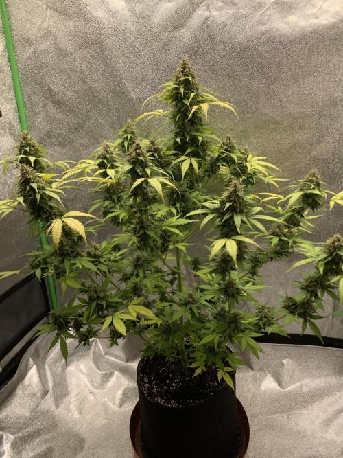 BIG DEVIL#2. Week 11 - 3/5/26