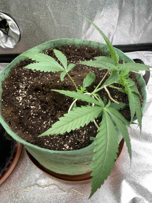 Grow Tent 120x60x150cm (4'x2'x5'). Week 3