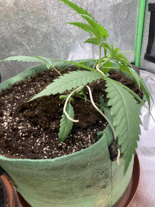 Grow Tent 120x60x150cm (4'x2'x5'). Week 3