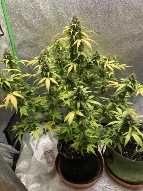 BIG DEVIL#2. Week 11 - 5/5/26