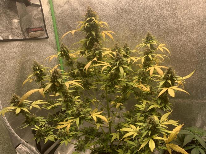 Grow Tent 120x60x150cm (4'x2'x5'). Week 11