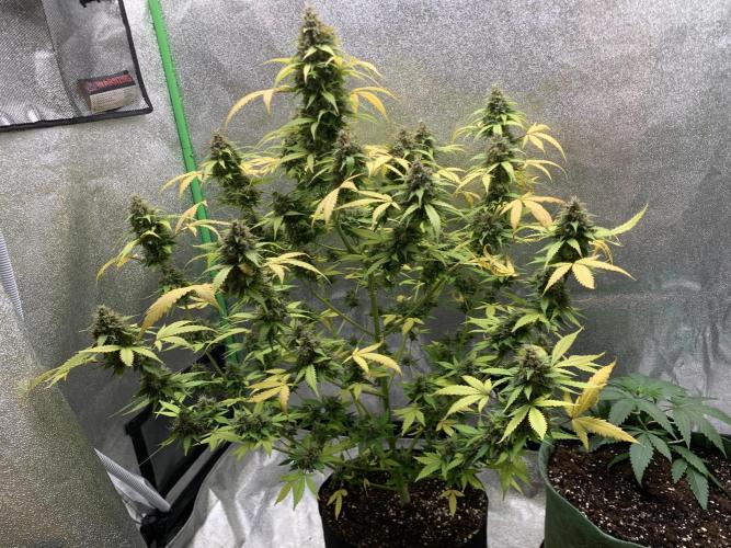 BIG DEVIL#2. Week 11 - 6/5/26