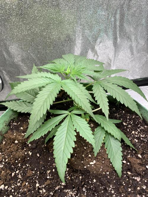 Grow Tent 120x60x150cm (4'x2'x5'). Week 3