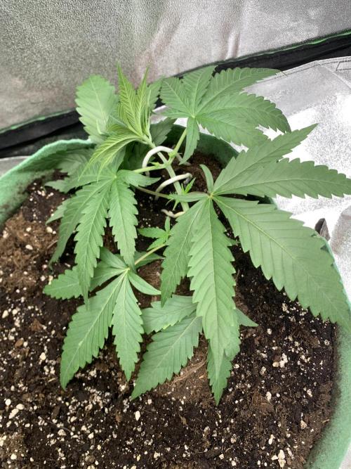 Grow Tent 120x60x150cm (4'x2'x5'). Week 3