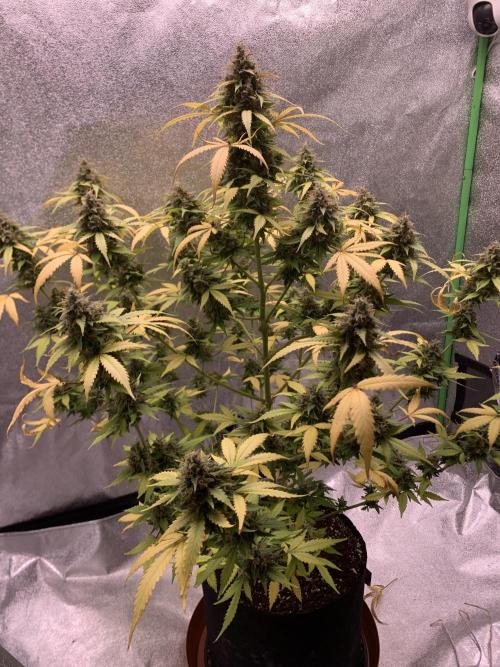 BIG DEVIL#2. Week 12