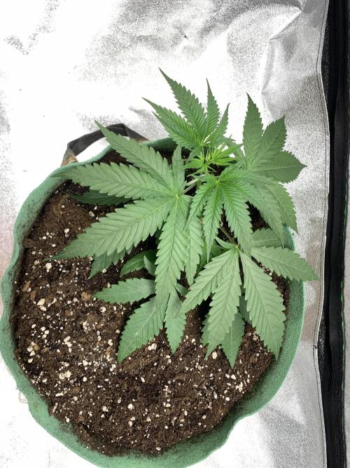 Jelly donutZ fem. Week 4 - 7/5/26
