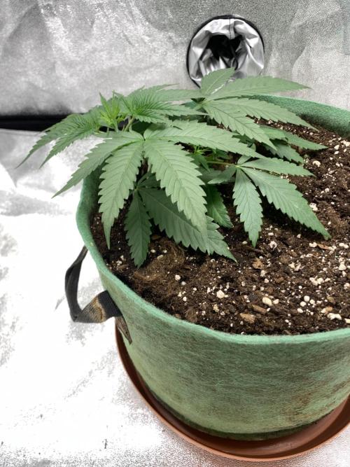 Grow Tent 120x60x150cm (4'x2'x5'). Week 4