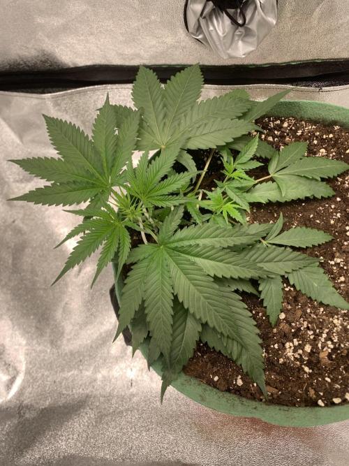 Grow Tent 120x60x150cm (4'x2'x5'). Week 4