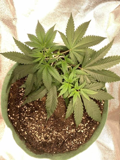 Grow Tent 120x60x150cm (4'x2'x5'). Week 4