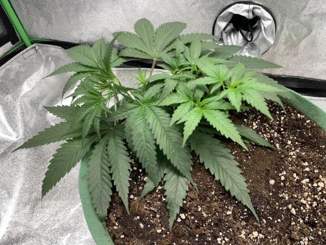 Grow Tent 120x60x150cm (4'x2'x5'). Week 4
