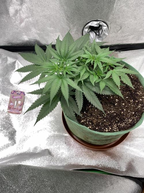 Grow Tent 120x60x150cm (4'x2'x5'). Week 5