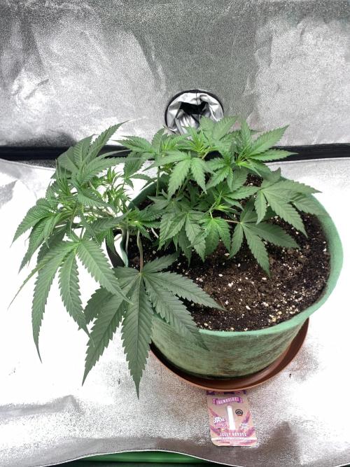Grow Tent 120x60x150cm (4'x2'x5'). Week 5