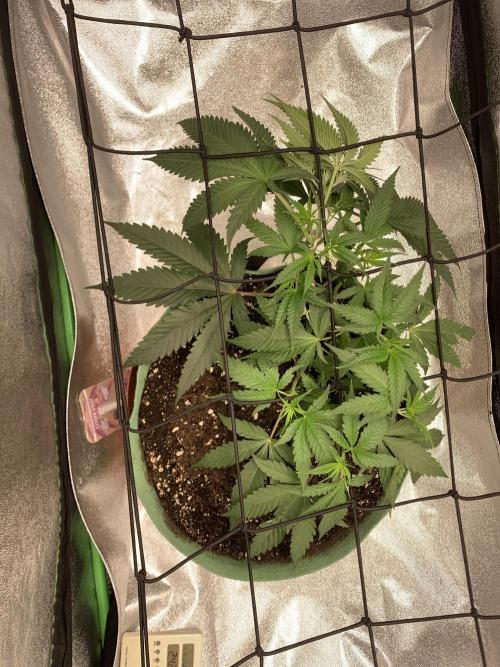 Grow Tent 120x60x150cm (4'x2'x5'). Week 5