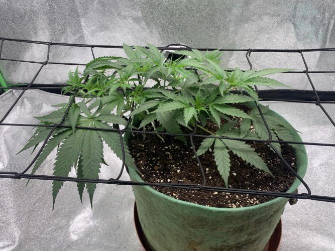 Grow Tent 120x60x150cm (4'x2'x5'). Week 5