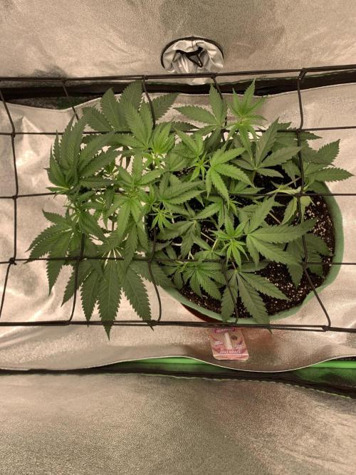 Grow Tent 120x60x150cm (4'x2'x5'). Week 5