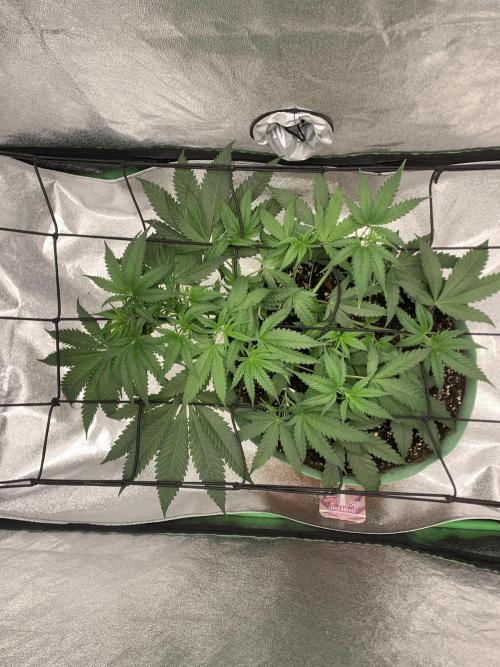 Grow Tent 120x60x150cm (4'x2'x5'). Week 5