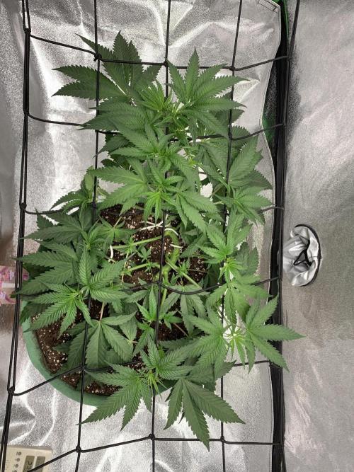 Grow Tent 120x60x150cm (4'x2'x5'). Week 5