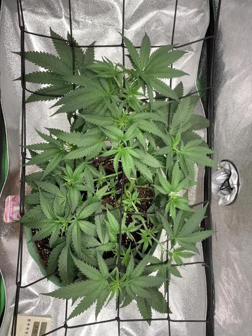 Jelly donutZ fem. Week 6 - 21/5/26