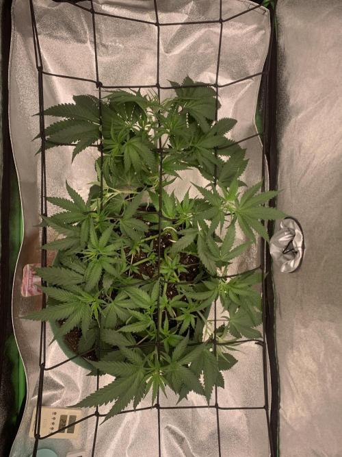 Grow Tent 120x60x150cm (4'x2'x5'). Week 6