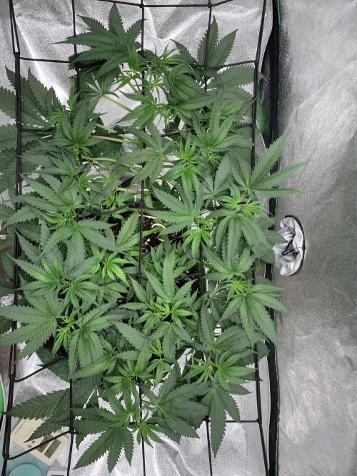 Jelly donutZ fem. Week 6 - 26/5/26