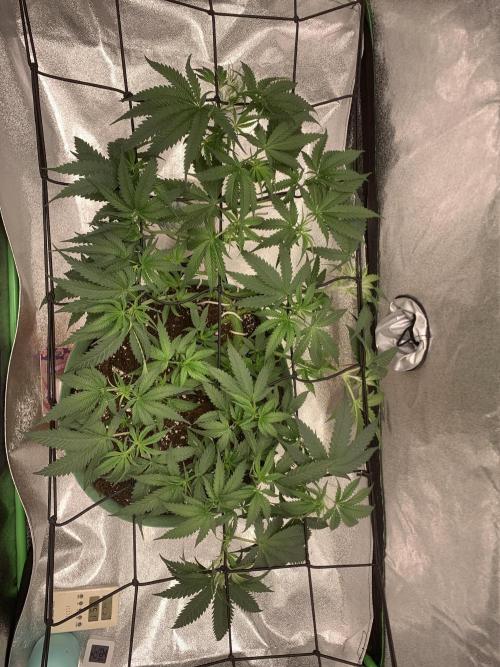 Grow Tent 120x60x150cm (4'x2'x5'). Week 6