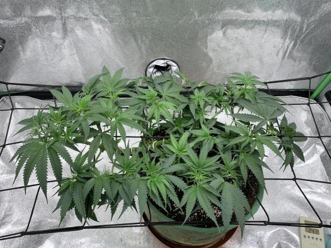 Grow Tent 120x60x150cm (4'x2'x5'). Week 7