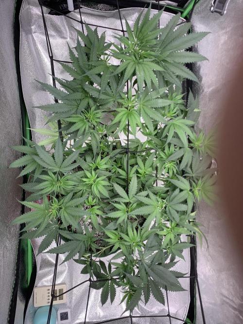 Grow Tent 120x60x150cm (4'x2'x5'). Week 7