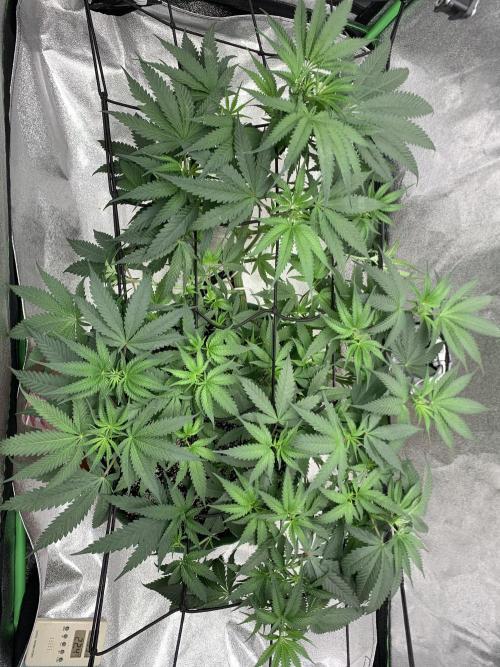Grow Tent 120x60x150cm (4'x2'x5'). Week 8