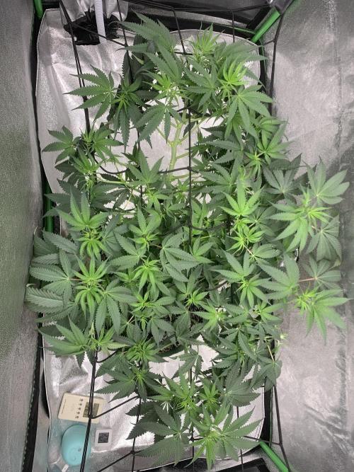 Grow Tent 120x60x150cm (4'x2'x5'). Week 8
