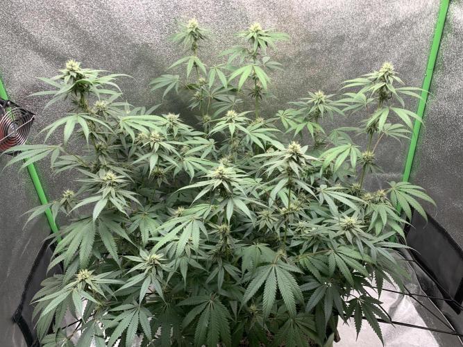 Grow Tent 120x60x150cm (4'x2'x5'). Week 11