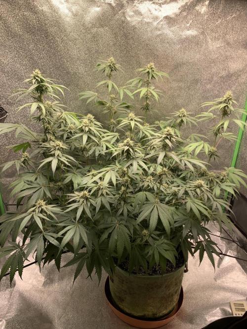 Grow Tent 120x60x150cm (4'x2'x5'). Week 11