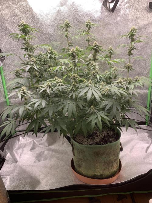 Grow Tent 120x60x150cm (4'x2'x5'). Week 12