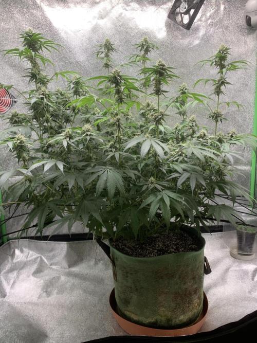Grow Tent 120x60x150cm (4'x2'x5'). Week 12