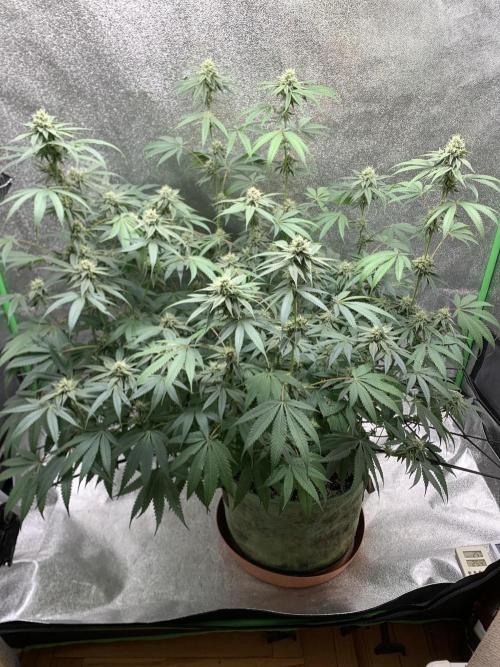 Grow Tent 120x60x150cm (4'x2'x5'). Week 12