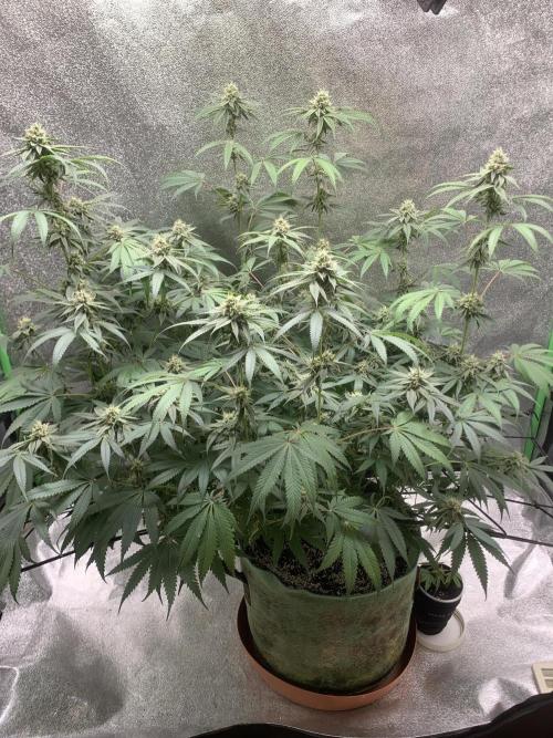 Jelly donutZzz fem. Week 12 - 3/7/26