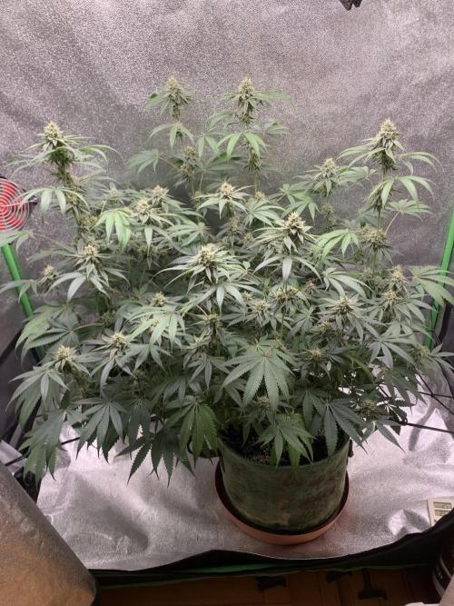 Jelly donutZzz fem. Week 12 - 5/7/26