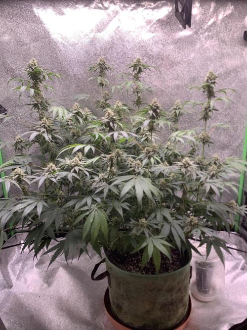 Jelly donutZzz fem. Week 13 - 7/6
